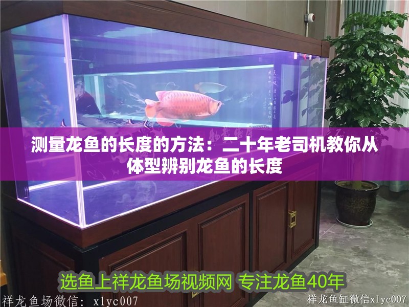 測(cè)量龍魚(yú)的長(zhǎng)度的方法：二十年老司機(jī)教你從體型辨別龍魚(yú)的長(zhǎng)度