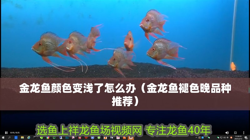 金龍魚顏色變淺了怎么辦（金龍魚褪色晚品種推薦）