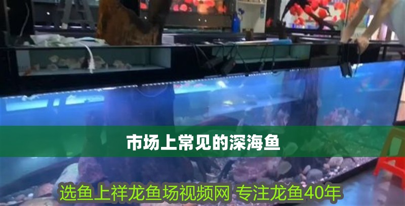 市場上常見的深海魚