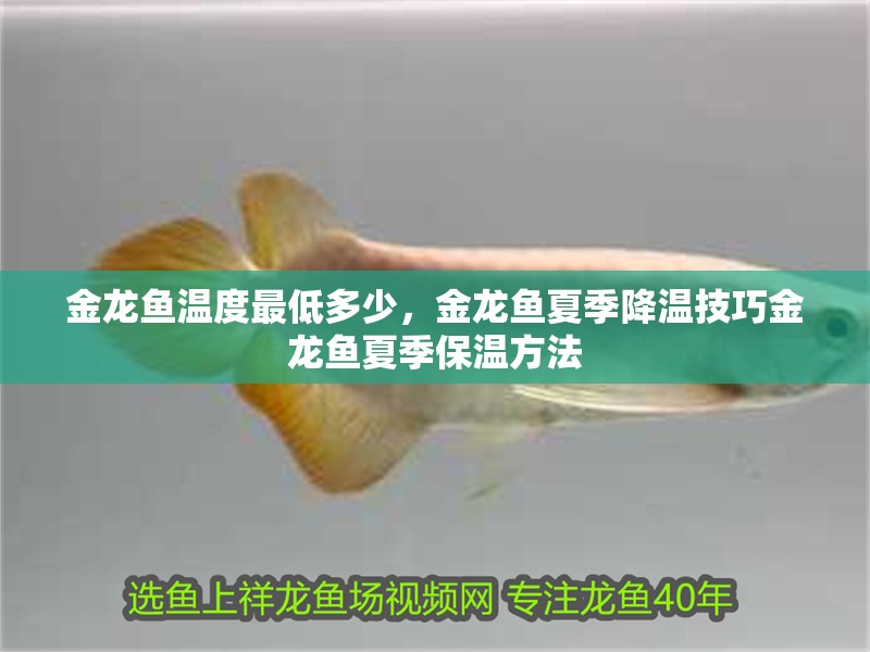 金龍魚溫度最低多少，金龍魚夏季降溫技巧金龍魚夏季保溫方法