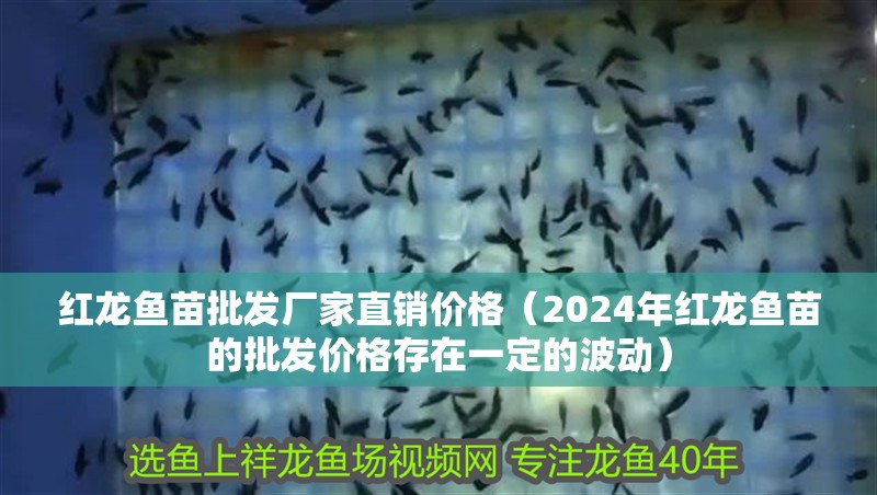 紅龍魚苗批發(fā)廠家直銷價(jià)格（2024年紅龍魚苗的批發(fā)價(jià)格存在一定的波動(dòng)）