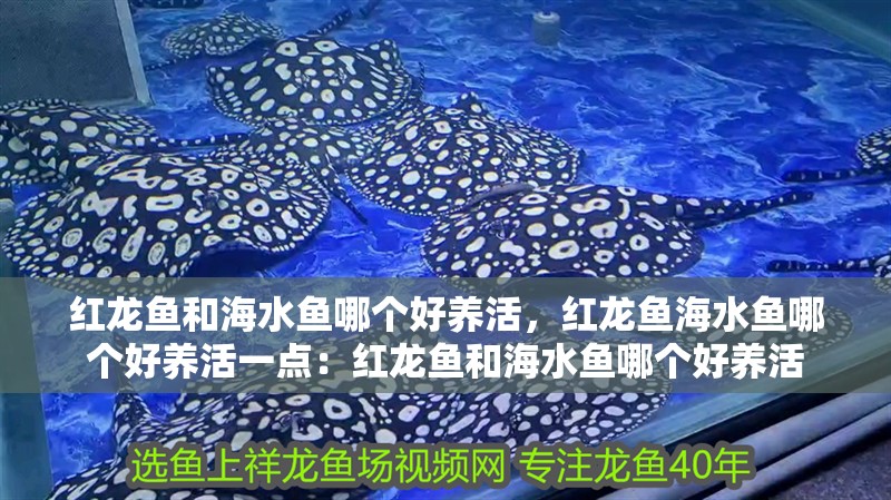 紅龍魚和海水魚哪個好養活，紅龍魚海水魚哪個好養活一點：紅龍魚和海水魚哪個好養活