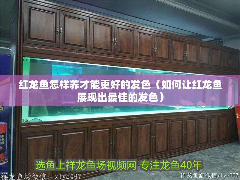 紅龍魚怎樣養才能更好的發色（如何讓紅龍魚展現出最佳的發色）