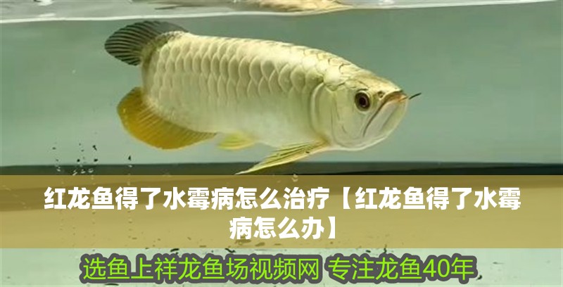紅龍魚得了水霉病怎么治療【紅龍魚得了水霉病怎么辦】