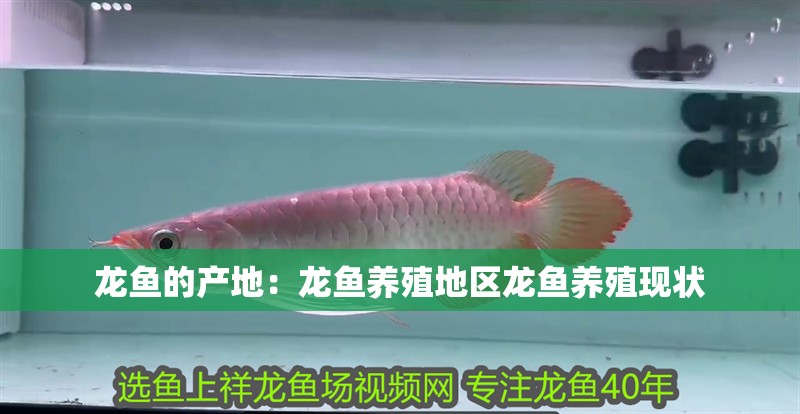 龍魚的產(chǎn)地：龍魚養(yǎng)殖地區(qū)龍魚養(yǎng)殖現(xiàn)狀