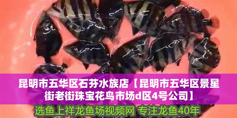 <strong><mark>昆明</mark></strong>市五華區石芬水族店【<strong><mark>昆明</mark></strong>市五華區景星街老街珠寶花鳥市場d區4號公司】