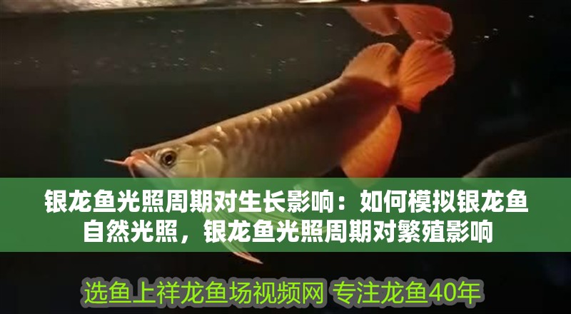 銀龍魚光照周期對生長影響：如何模擬銀龍魚自然光照，銀龍魚光照周期對繁殖影響