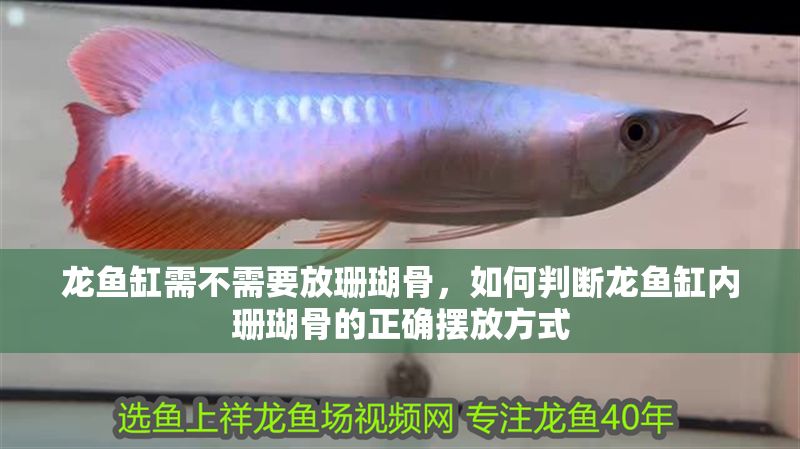 龍魚缸需不需要放珊瑚骨，如何判斷龍魚缸內(nèi)珊瑚骨的正確擺放方式