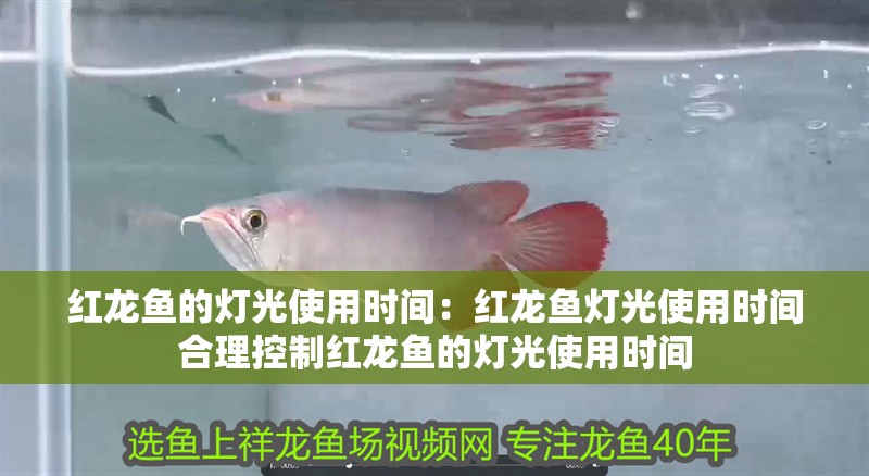 紅龍魚的燈光使用時間：紅龍魚燈光使用時間合理控制紅龍魚的燈光使用時間 紅龍魚的燈光使用時間：紅龍魚燈光使用時間合理控制紅龍魚的燈光使用時間 龍魚百科