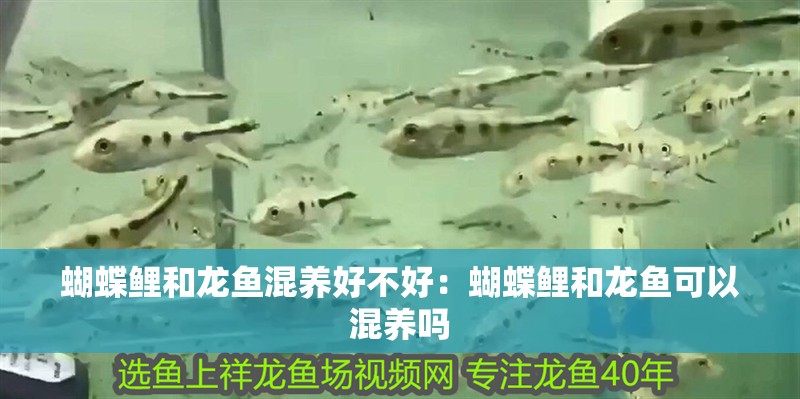 蝴蝶鯉和龍魚(yú)混養(yǎng)好不好：蝴蝶鯉和龍魚(yú)可以混養(yǎng)嗎