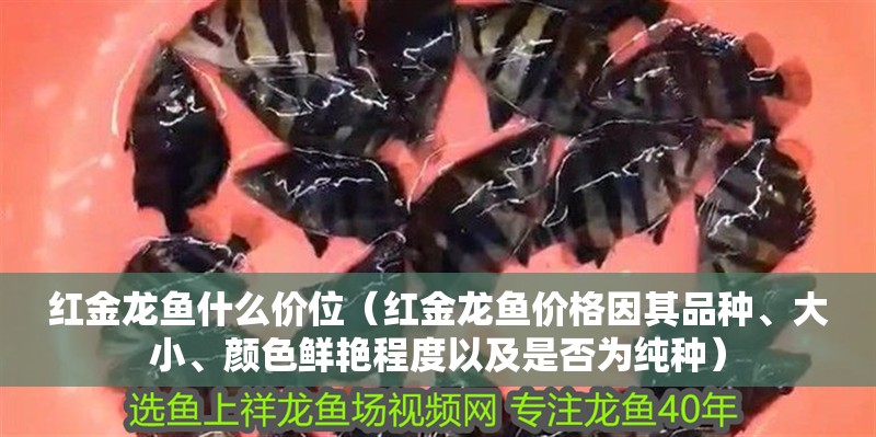 紅金龍魚什么價位（紅金龍魚價格因其品種、大小、顏色鮮艷程度以及是否為純種） 紅金龍魚什么價位（紅金龍魚價格因其品種、大小、顏色鮮艷程度以及是否為純種） 龍魚百科