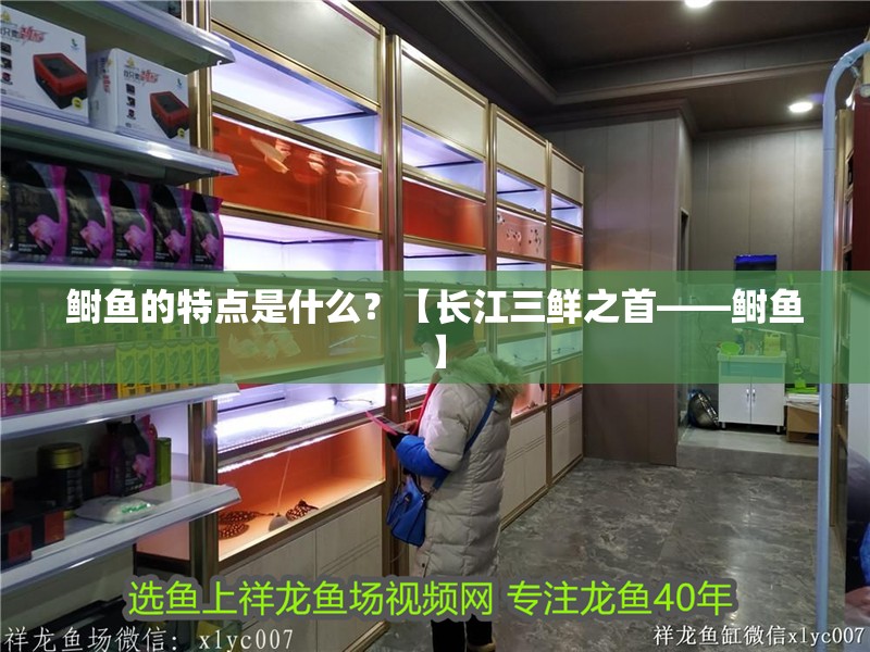 鰣魚的特點是什么？【長江三鮮之首——鰣魚】 鰣魚的特點是什么？【長江三鮮之首——鰣魚】 龍魚論壇