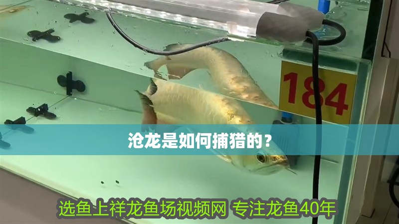 滄龍是如何捕獵的？ 滄龍是如何捕獵的？ 龍魚論壇
