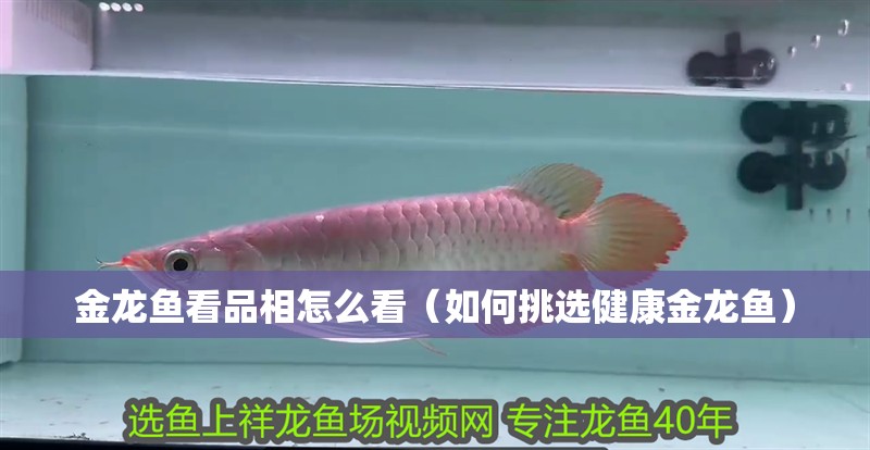 金龍魚看品相怎么看（如何挑選健康金龍魚）