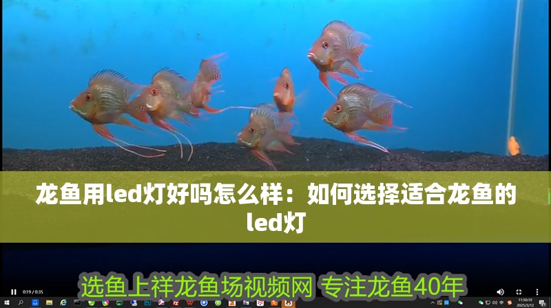 龍魚干蝦有營養(yǎng)嗎 龍魚用led燈好嗎怎么樣:如何選擇適合龍魚的led燈 龍魚百科 龍魚用led燈好嗎怎么樣:如何選擇適合龍魚的led燈 龍魚用led燈好嗎怎么樣:如何選擇適合龍魚的led燈 龍魚百科