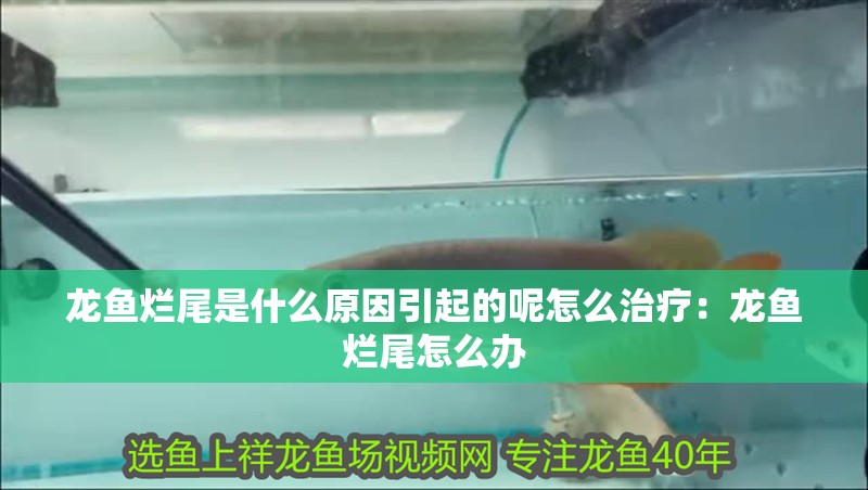 龍魚爛尾是什么原因引起的呢怎么治療：龍魚爛尾怎么辦