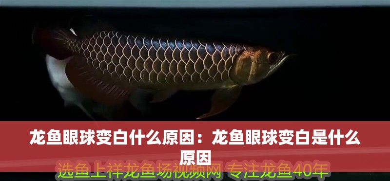龍魚眼球變白什么原因：龍魚眼球變白是什么原因