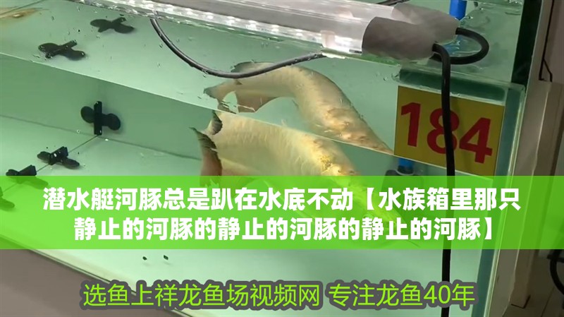 潛水艇河豚總是趴在水底不動【水族箱里那只靜止的河豚的靜止的河豚的靜止的河豚】