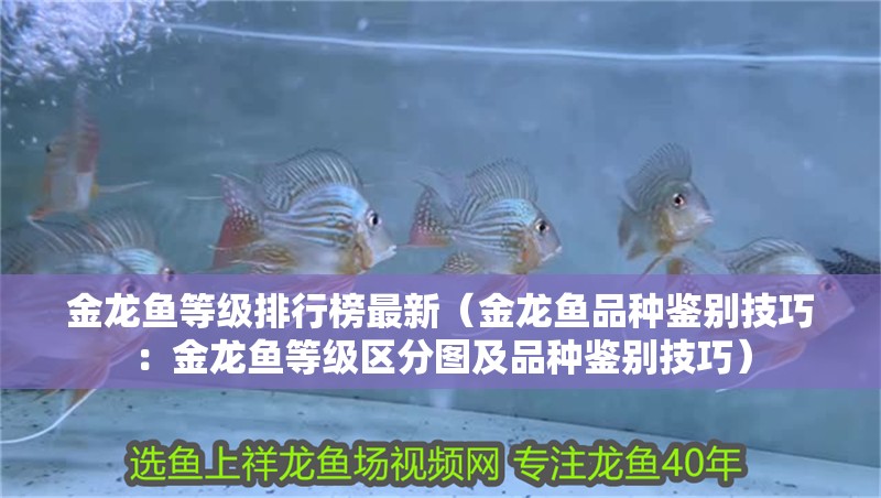 金龍魚等級排行榜最新（金龍魚品種鑒別技巧：金龍魚等級區分圖及品種鑒別技巧）