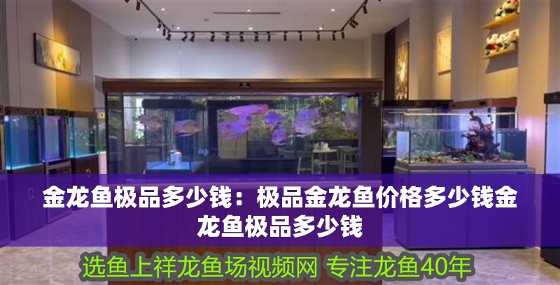 金龍魚極品多少錢：極品金龍魚價格多少錢金龍魚極品多少錢