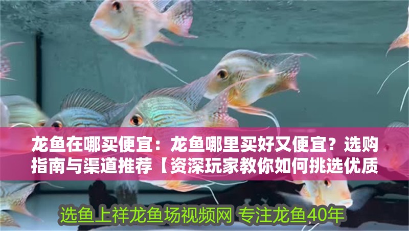 龍魚在哪買便宜：龍魚哪里買好又便宜？選購指南與渠道推薦【資深玩家教你如何挑選優質龍魚《龍魚哪里買好又便宜》】