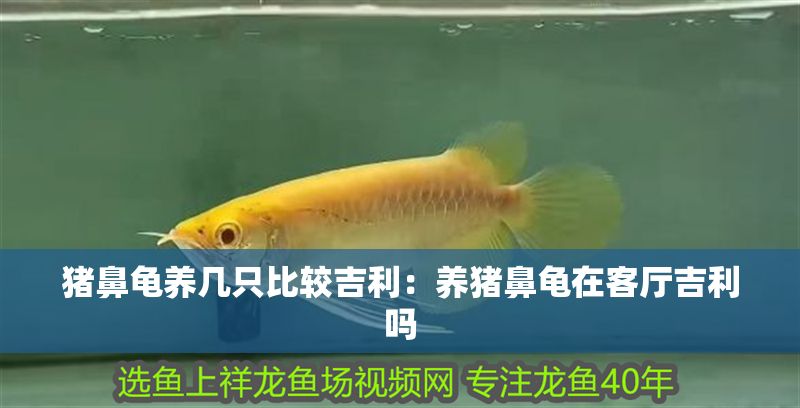 豬鼻龜養幾只比較<strong><mark>吉利</mark></strong>：養豬鼻龜在客廳<strong><mark>吉利</mark></strong>嗎