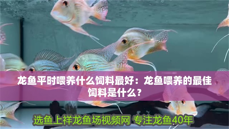 龍魚平時喂養什么飼料最好：龍魚喂養的最佳飼料是什么？