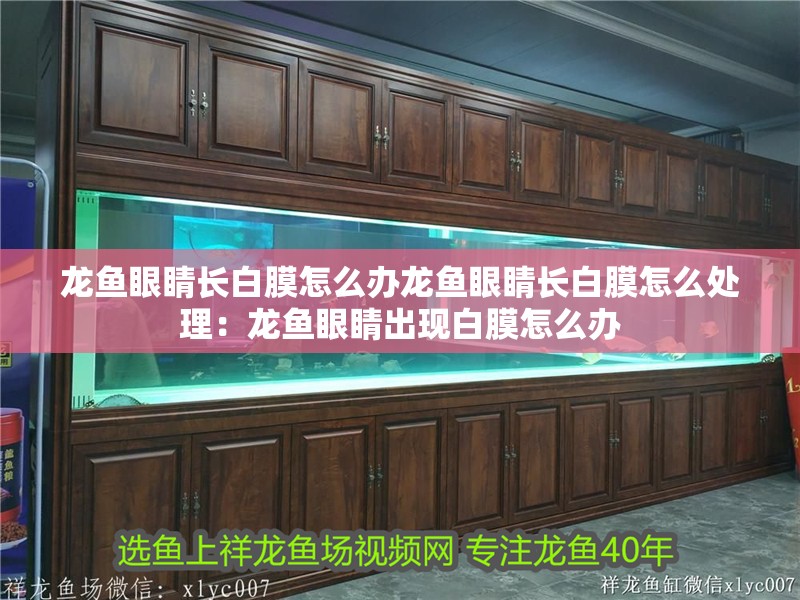 龍魚眼睛長白膜怎么辦龍魚眼睛長白膜怎么處理：龍魚眼睛出現白膜怎么辦