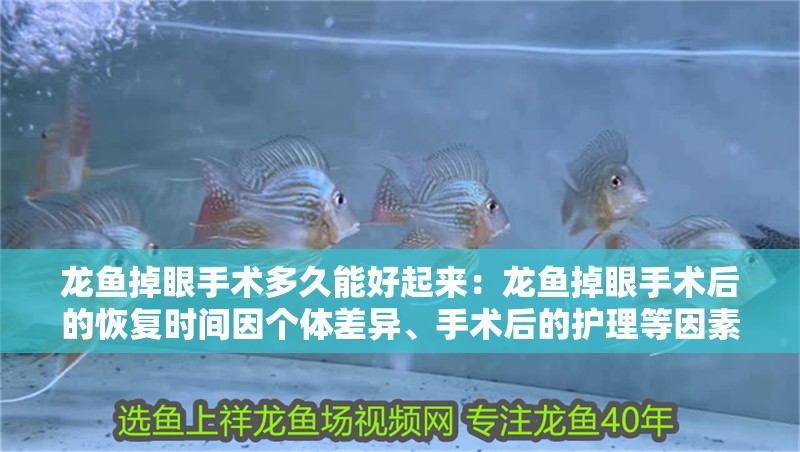 紅龍魚(yú)用黃燈烤有用嗎 龍魚(yú)掉眼手術(shù)多久能好起來(lái):龍魚(yú)掉眼手術(shù)后的恢復(fù)時(shí)間因個(gè)體差異、手術(shù)后的護(hù)理等因素不同 龍魚(yú)百科 龍魚(yú)掉眼手術(shù)多久能好起來(lái):龍魚(yú)掉眼手術(shù)后的恢復(fù)時(shí)間因個(gè)體差異、手術(shù)后的護(hù)理等因素不同 龍魚(yú)掉眼手術(shù)多久能好起來(lái):龍魚(yú)掉眼手術(shù)后的恢復(fù)時(shí)間因個(gè)體差異、手術(shù)后的護(hù)理等因素不同 龍魚(yú)百科