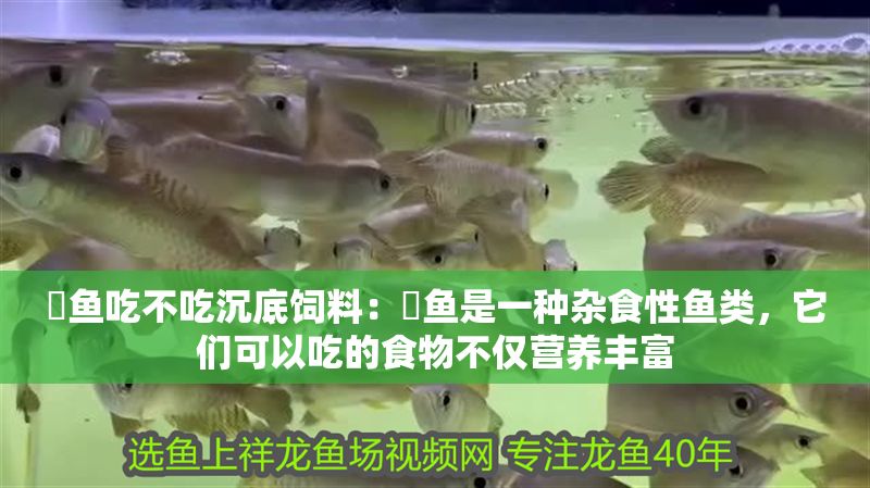 魟魚吃不吃沉底飼料：魟魚是一種雜食性魚類，它們可以吃的食物不僅營養豐富 魟魚吃不吃沉底飼料：魟魚是一種雜食性魚類，它們可以吃的食物不僅營養豐富 魟魚百科 第2張