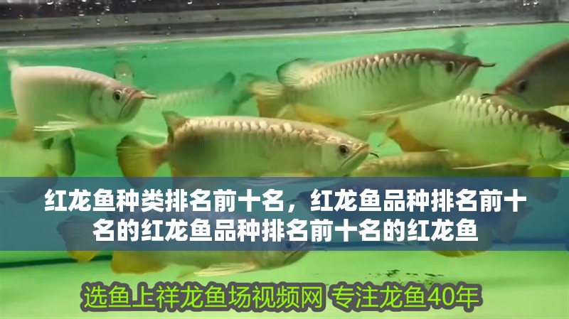 紅龍魚種類排名前十名，紅龍魚品種排名前十名的紅龍魚品種排名前十名的紅龍魚