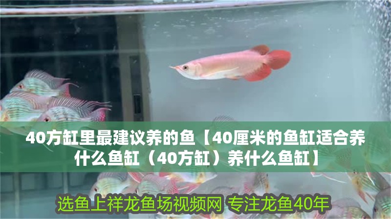 40方缸里最建議養(yǎng)的魚【40厘米的魚缸適合養(yǎng)什么魚缸（40方缸）養(yǎng)什么魚缸】
