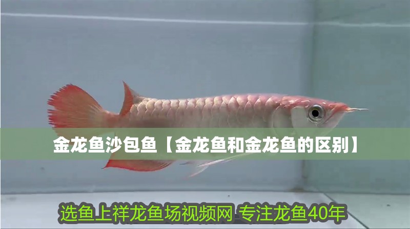 金龍魚沙包魚【金龍魚和金龍魚的區別】 金龍魚沙包魚【金龍魚和金龍魚的區別】 龍魚百科