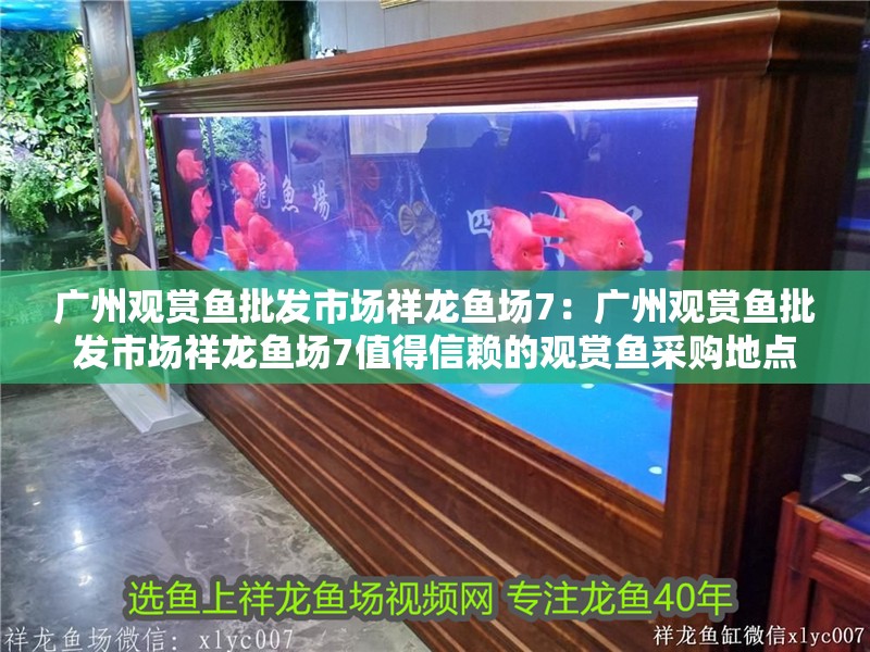 龍魚干蝦有營養嗎 廣州觀賞魚批發市場祥龍魚場7:廣州觀賞魚批發市場祥龍魚場7值得信賴的觀賞魚采購地點 龍魚百科 廣州觀賞魚批發市場祥龍魚場7:廣州觀賞魚批發市場祥龍魚場7值得信賴的觀賞魚采購地點 廣州觀賞魚批發市場祥龍魚場7:廣州觀賞魚批發市場祥龍魚場7值得信賴的觀賞魚采購地點 龍魚百科