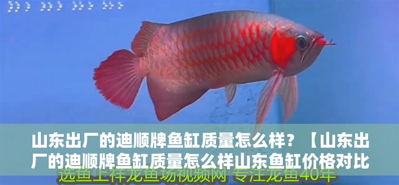 山東出廠的迪順牌魚缸質量怎么樣？【山東出廠的迪順牌魚缸質量怎么樣山東魚缸價格對比】