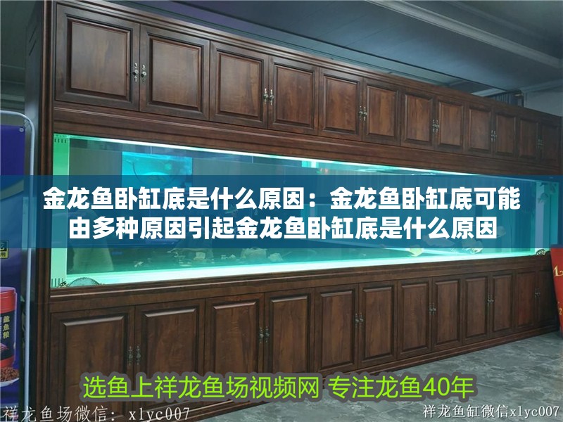 魚缸造景先放沙還是先放水(魚缸造景先鋪沙還是先放石頭) 金龍魚臥缸底是什么原因:金龍魚臥缸底可能由多種原因引起金龍魚臥缸底是什么原因 龍魚百科 金龍魚臥缸底是什么原因:金龍魚臥缸底可能由多種原因引起金龍魚臥缸底是什么原因 金龍魚臥缸底是什么原因:金龍魚臥缸底可能由多種原因引起金龍魚臥缸底是什么原因 龍魚百科