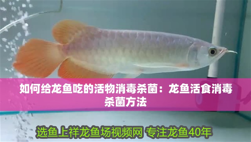 如何給龍魚吃的活物消毒殺菌：龍魚活食消毒殺菌方法