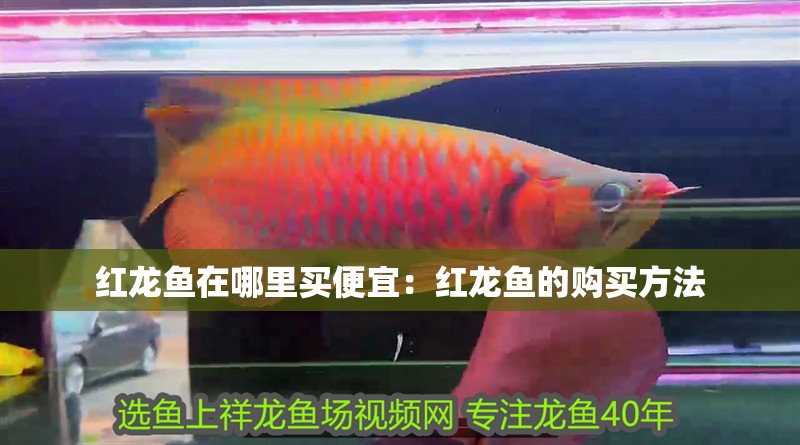 紅龍魚在哪里買便宜：紅龍魚的購(gòu)買方法