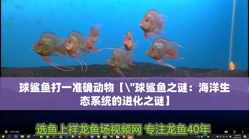 球鯊魚打一準確動物【 球鯊魚打一準確動物【\