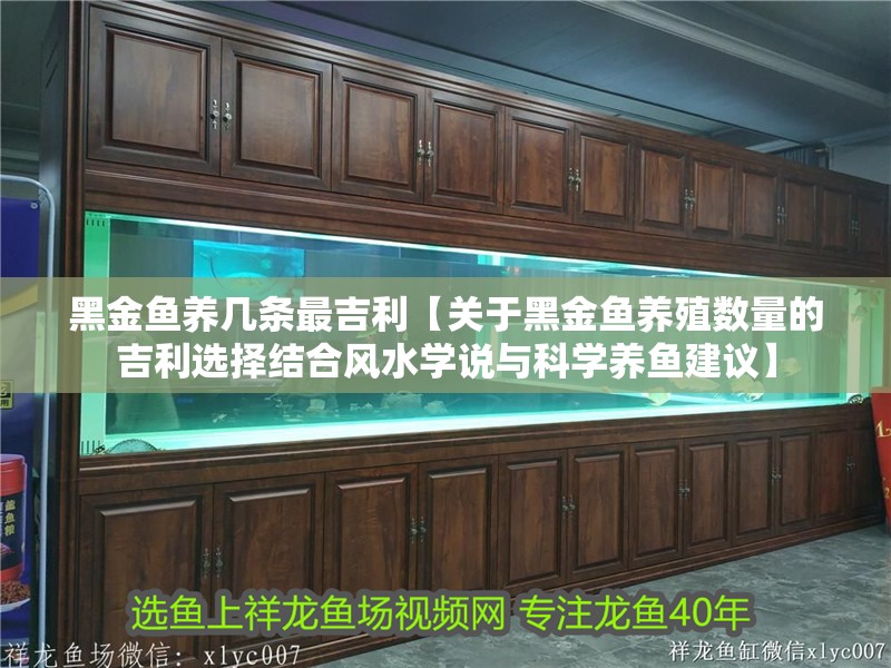 黑金魚養(yǎng)幾條最吉利【關(guān)于黑金魚養(yǎng)殖數(shù)量的吉利選擇結(jié)合風(fēng)水學(xué)說與科學(xué)養(yǎng)魚建議】 黑金魚養(yǎng)幾條最吉利【關(guān)于黑金魚養(yǎng)殖數(shù)量的吉利選擇結(jié)合風(fēng)水學(xué)說與科學(xué)養(yǎng)魚建議】 龍魚論壇