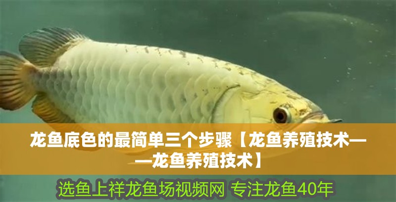 魚缸造景先放沙還是先放水(魚缸造景先鋪沙還是先放石頭) 龍魚底色的最簡單三個步驟【龍魚養(yǎng)殖技術(shù)——龍魚養(yǎng)殖技術(shù)】 龍魚論壇 龍魚底色的最簡單三個步驟【龍魚養(yǎng)殖技術(shù)——龍魚養(yǎng)殖技術(shù)】 龍魚底色的最簡單三個步驟【龍魚養(yǎng)殖技術(shù)——龍魚養(yǎng)殖技術(shù)】 龍魚論壇