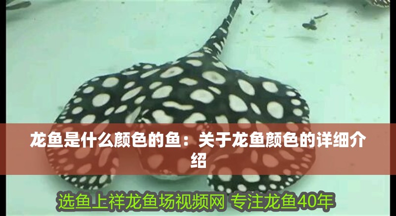龍魚是什么顏色的魚：關(guān)于龍魚顏色的詳細介紹