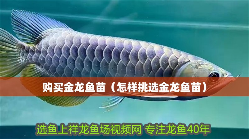 購買金龍魚苗（怎樣挑選金龍魚苗）