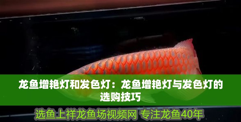 龍魚增艷燈和發(fā)色燈：龍魚增艷燈與發(fā)色燈的選購技巧