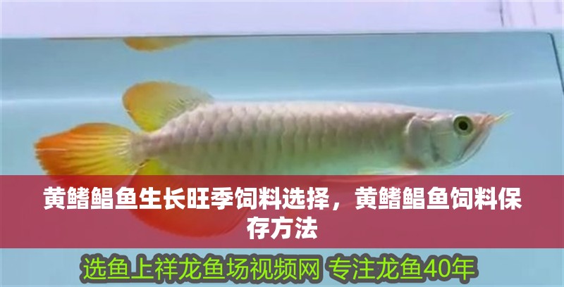魚缸用增氧泵價(jià)格是多少:魚缸增氧機(jī)-xtrac增氧機(jī)-xtrac增氧機(jī) 黃鰭鯧魚生長旺季飼料選擇,黃鰭鯧魚飼料保存方法 龍魚百科 黃鰭鯧魚生長旺季飼料選擇,黃鰭鯧魚飼料保存方法 黃鰭鯧魚生長旺季飼料選擇,黃鰭鯧魚飼料保存方法 龍魚百科