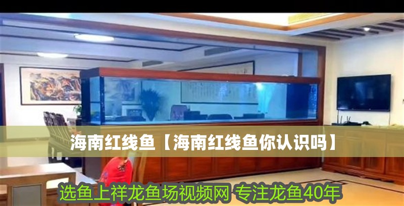 海南紅線魚【海南紅線魚你認識嗎】