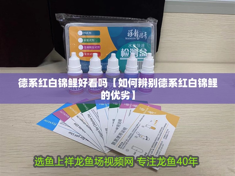 德系紅白錦鯉好看嗎【如何辨別德系紅白錦鯉的優劣】