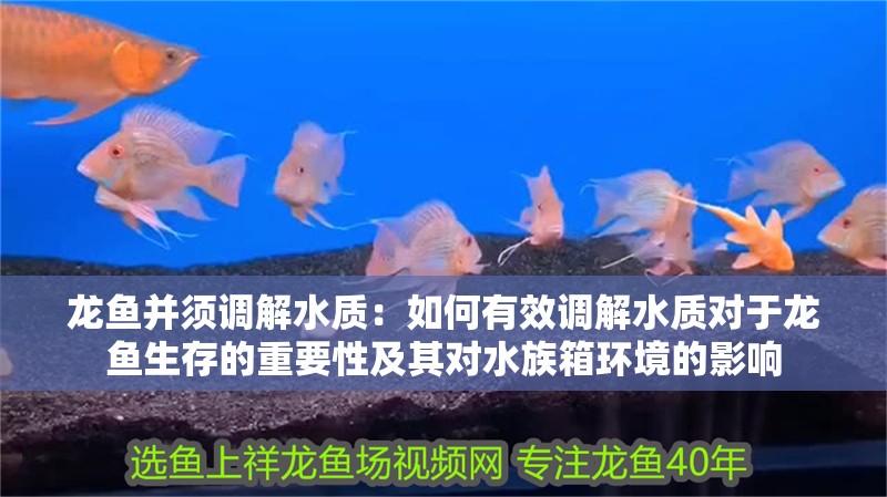 龍魚并須調解水質：如何有效調解水質對于龍魚生存的重要性及其對水族箱環境的影響
