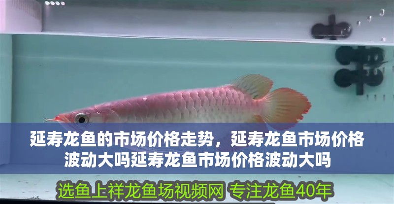 延壽龍魚的市場價格走勢，延壽龍魚市場價格波動大嗎延壽龍魚市場價格波動大嗎
