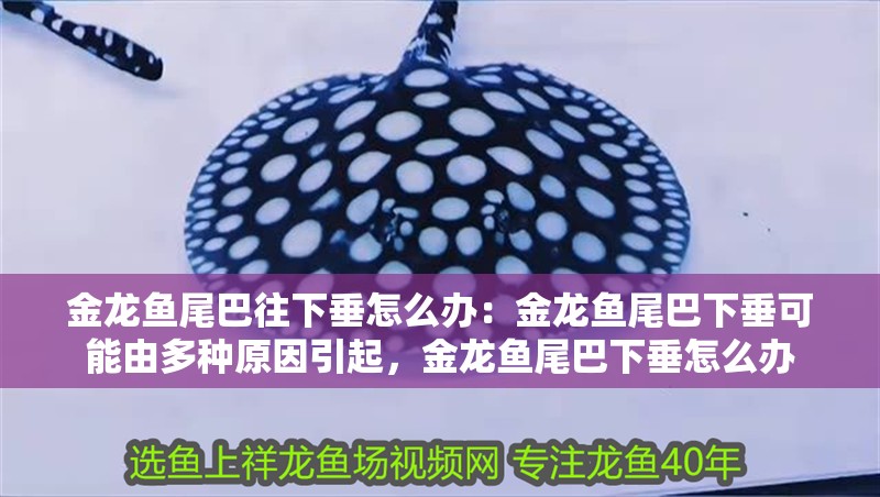 金龍魚尾巴往下垂怎么辦：金龍魚尾巴下垂可能由多種原因引起，金龍魚尾巴下垂怎么辦 金龍魚尾巴往下垂怎么辦：金龍魚尾巴下垂可能由多種原因引起，金龍魚尾巴下垂怎么辦 龍魚百科